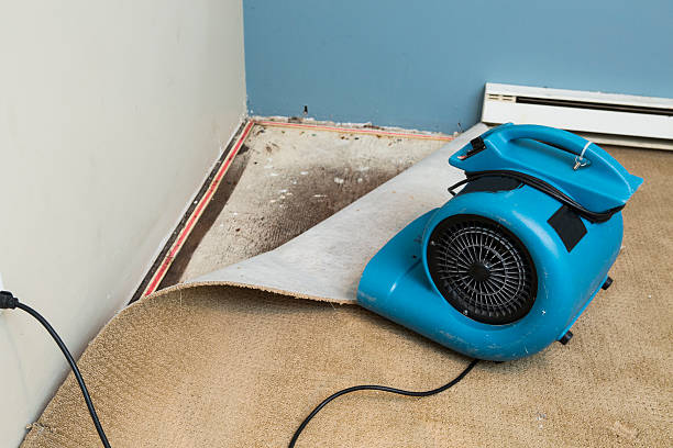 Best Mold removal after water damage  in West Terre Haute, IN